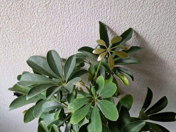 新芽