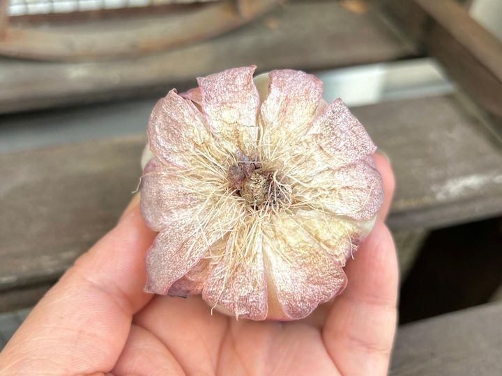多肉植物 初心者 韓国苗