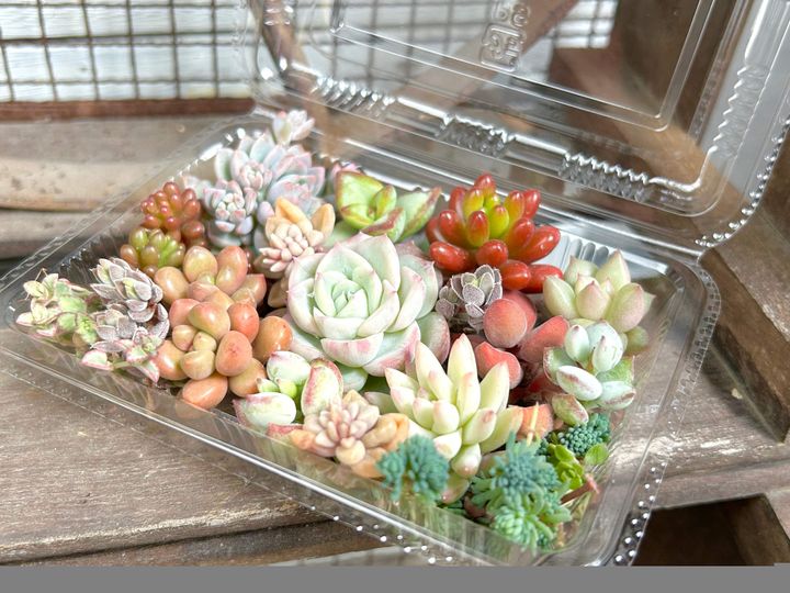 多肉植物 夏 寄せ植え しない理由