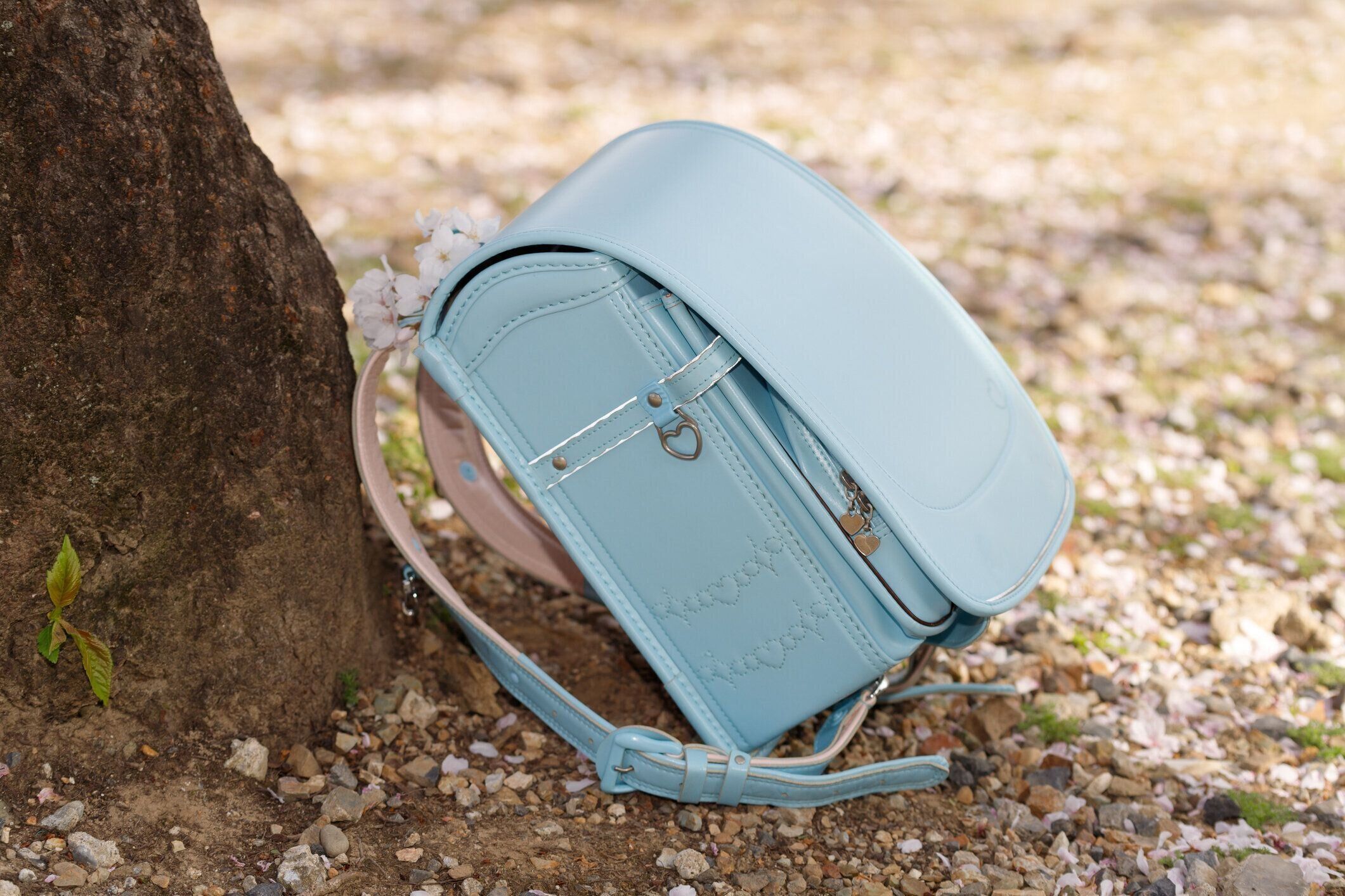 桜の木の下に水色のランドセル。春、入学のイメージ