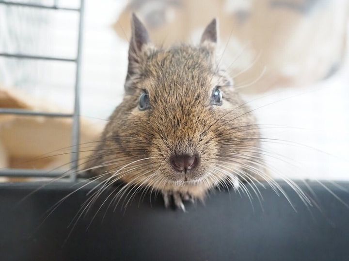 自己紹介 デグーが大好きなフリーランスライターの増田洋子です サンキュ Style 自己紹介 デグーが大好きなフリーランスライターの増田洋子です サンキュ Style