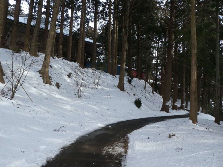 雪の森