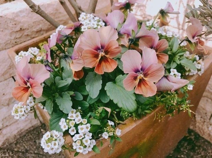 センス不要 オシャレな寄せ植えにはこのお花2種でイイ サンキュ Style センス不要 オシャレな寄せ植えにはこのお花2種でイイ サンキュ Style