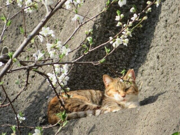 「さくら耳」の猫