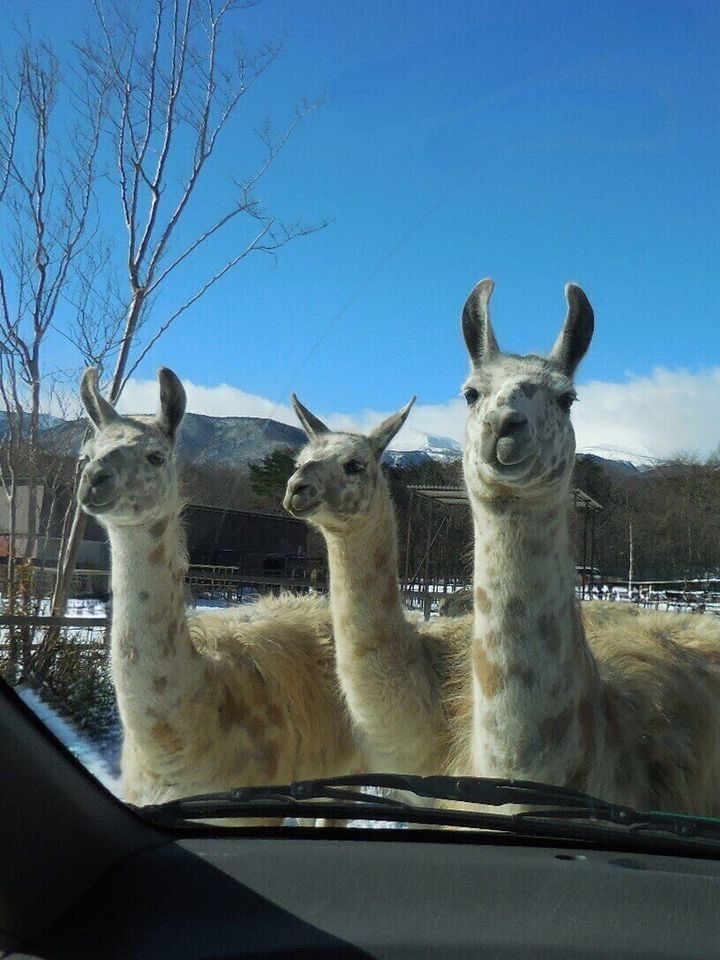 動物