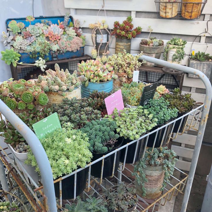 セダムってどんな植物?