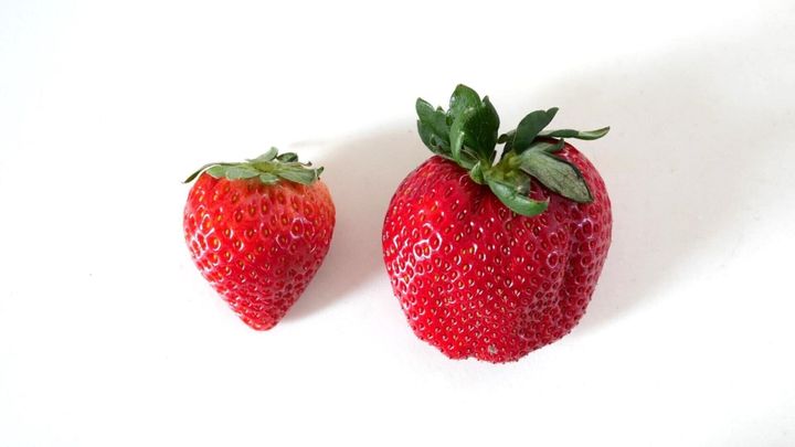 イチゴ比べ
