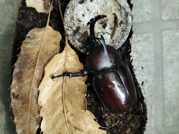 カブト虫 飛行機 機内持ち込み