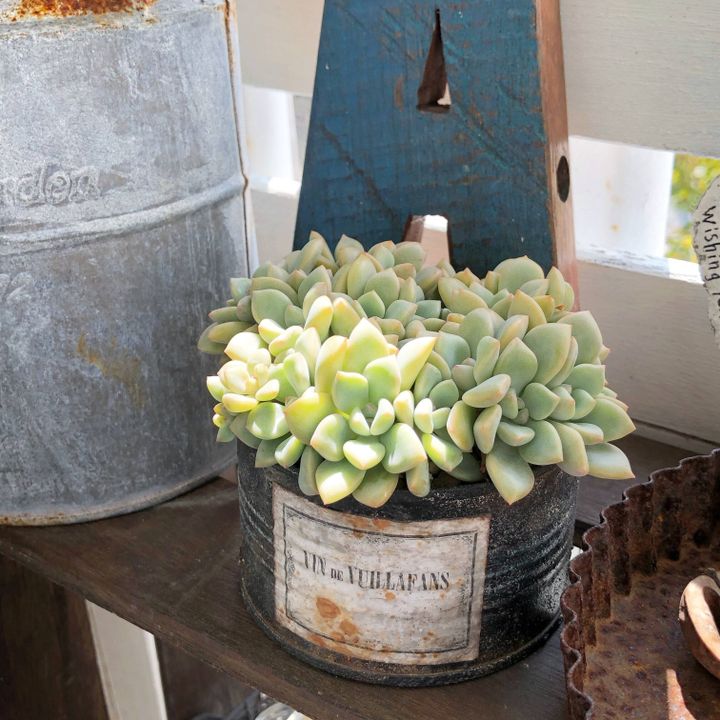 多肉植物 夏 寄せ植え しない理由