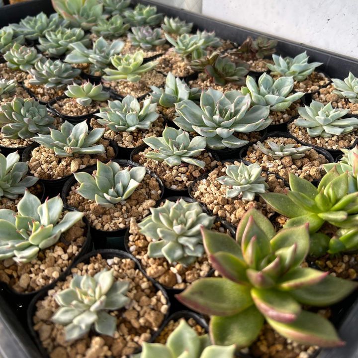 多肉植物 イベント