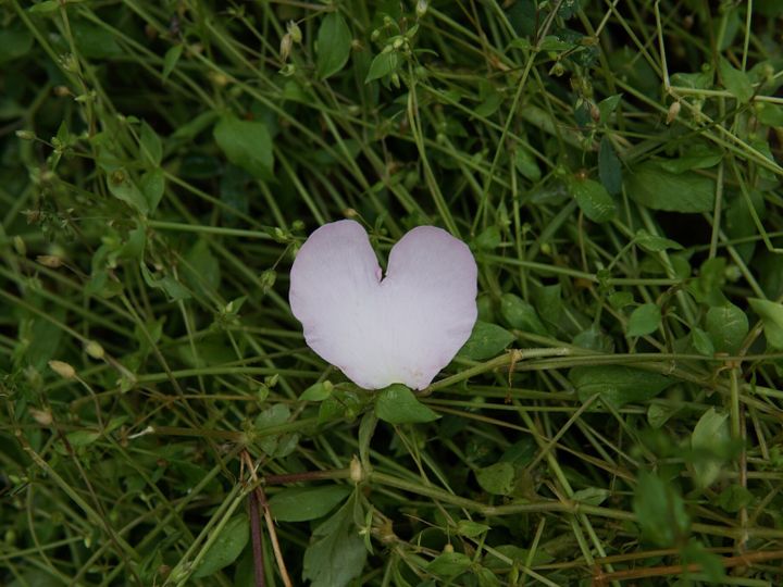 花びらハート