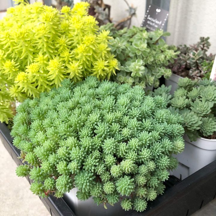 多肉植物 セダム