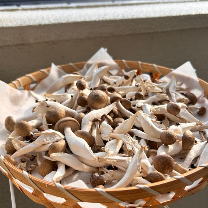 キノコの天日干し