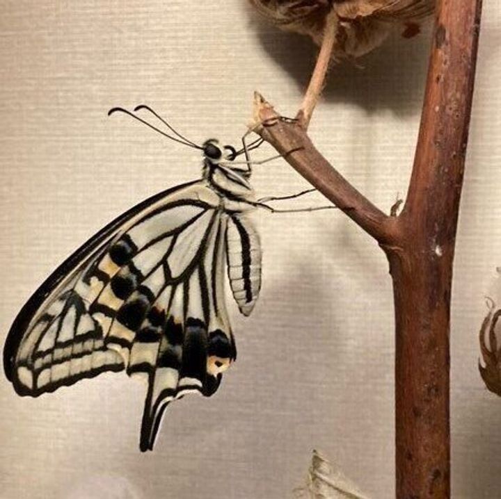 生きもの