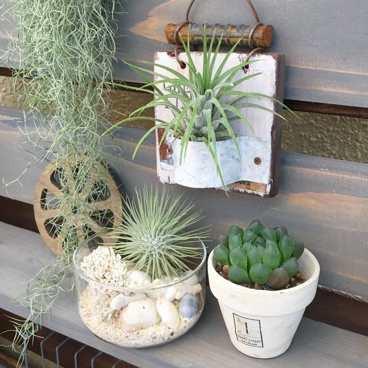 インテリア 観葉植物 育て方