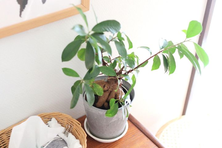 植物の育て方