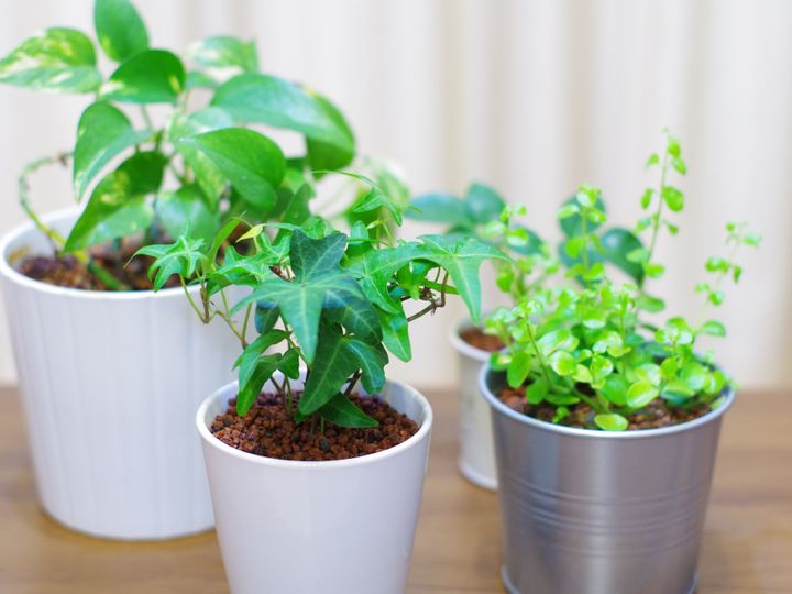 100均グリーンでインテリアに緑を おすすめの観葉植物3選 サンキュ Style 100均グリーンでインテリアに緑を おすすめの観葉植物3選 サンキュ Style