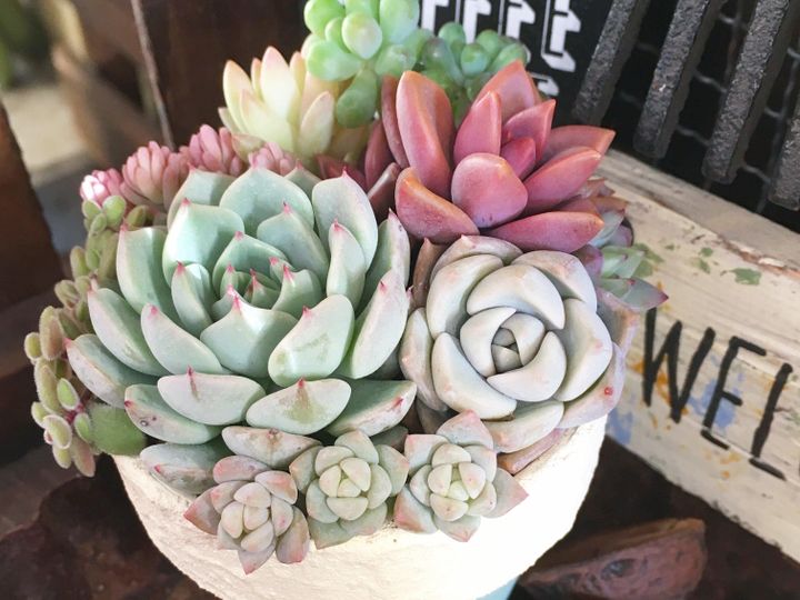 多肉植物 夏 寄せ植え しない理由