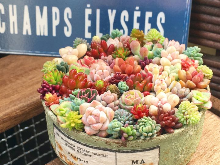 【多肉植物】初心者におすすめ!「セダム」の魅力と基本の育て方&おすすめ品種3選