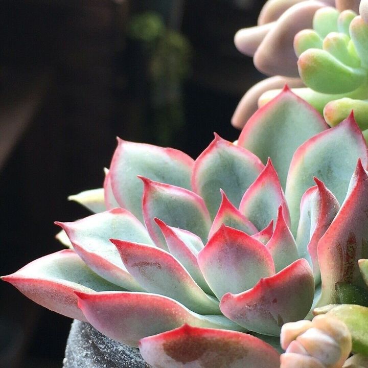 多肉植物 穴場スポット