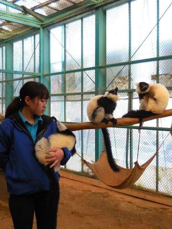 動物