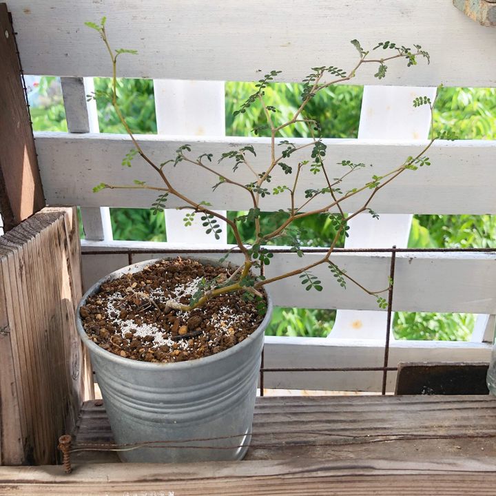 インテリア 観葉植物 育て方