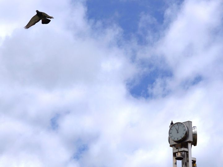 鳩が飛ぶ