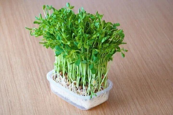 豆苗