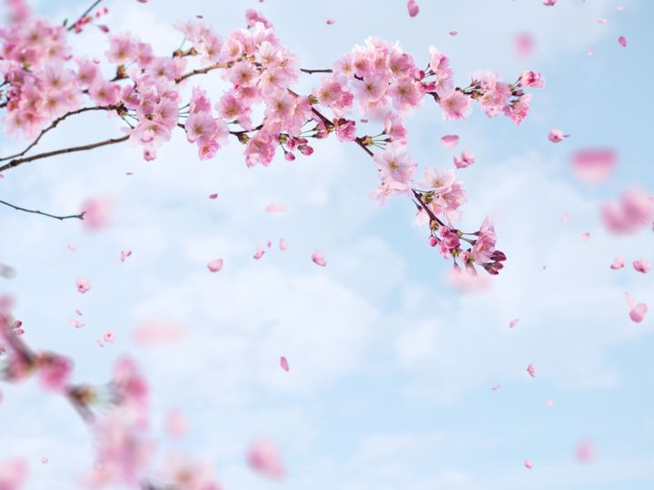 落ちる桜の背景