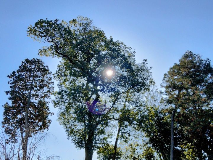 木漏れ日と太陽