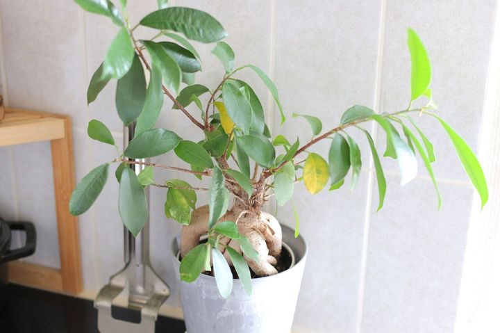 植物の育て方