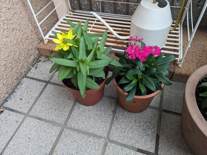 鉢植え
