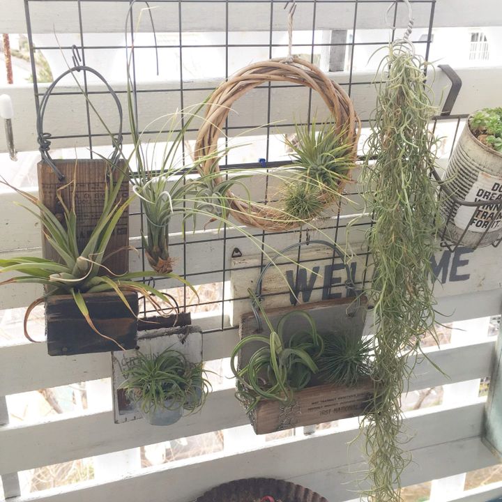 インテリア 観葉植物 育て方