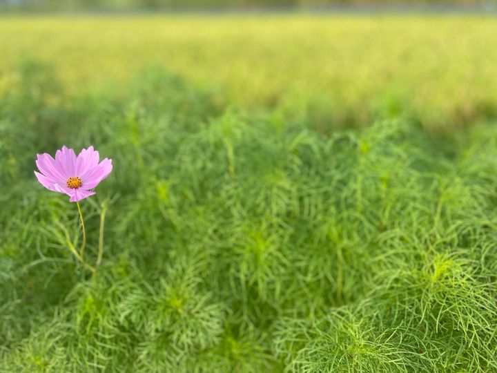 5．転勤族でも続けられる