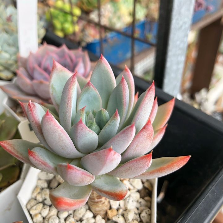 多肉植物 エケベリア