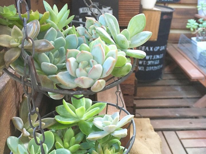 【多肉植物】あわてて買って大後悔!涼しくなってから買いたい品種をマニアが厳選!