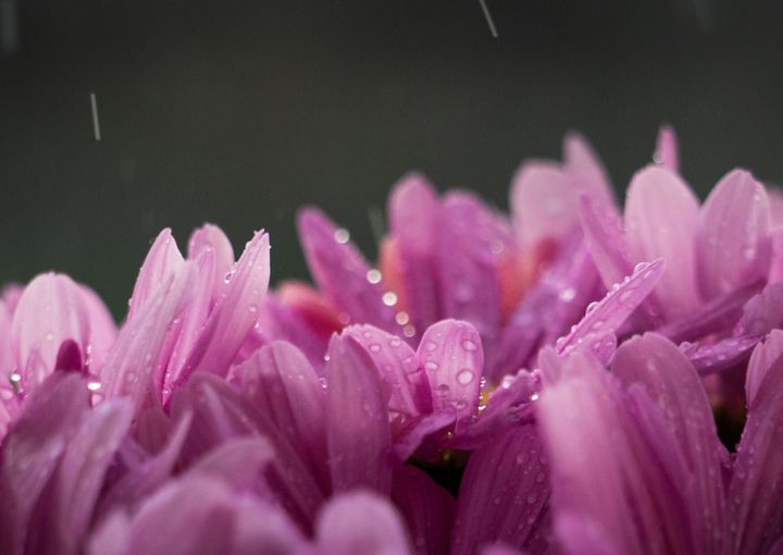 花と雨
