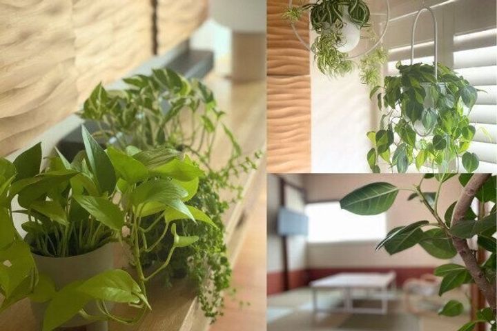 観葉植物