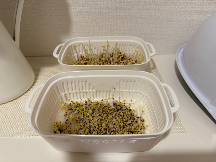 発芽