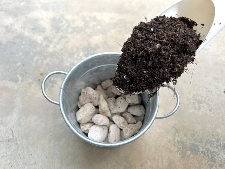 実践!かんたん植え替えの手順と育て方のコツ