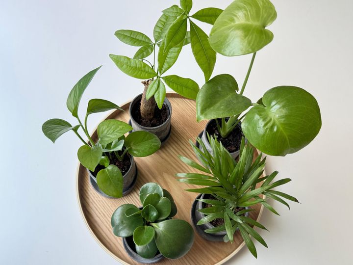 百均の観葉植物
