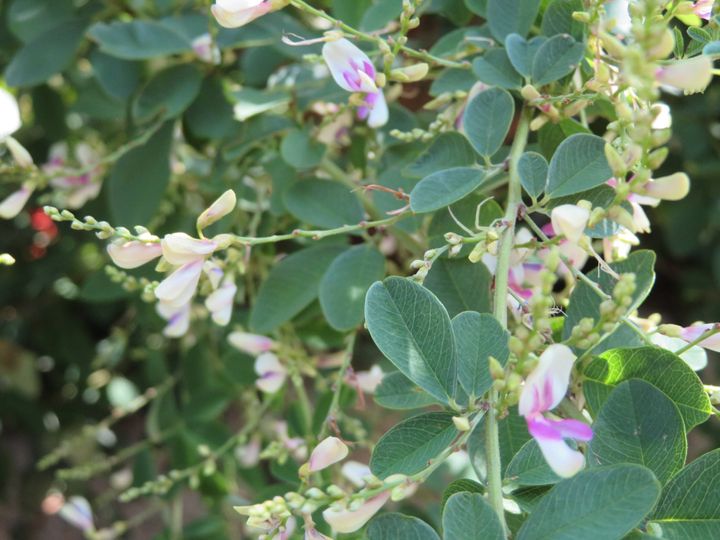 萩の花