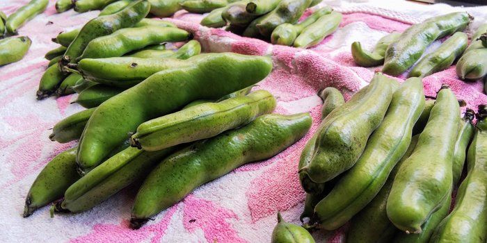 今が旬！ほくほく食感の「ソラマメ」初夏の味レシピ