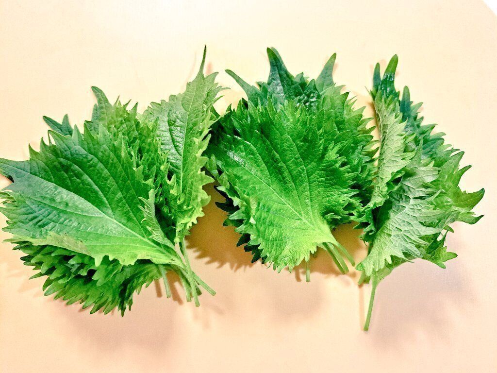 【時短家事】秒で洗って秒で乾く！簡単すぎる大葉の裏ワザ