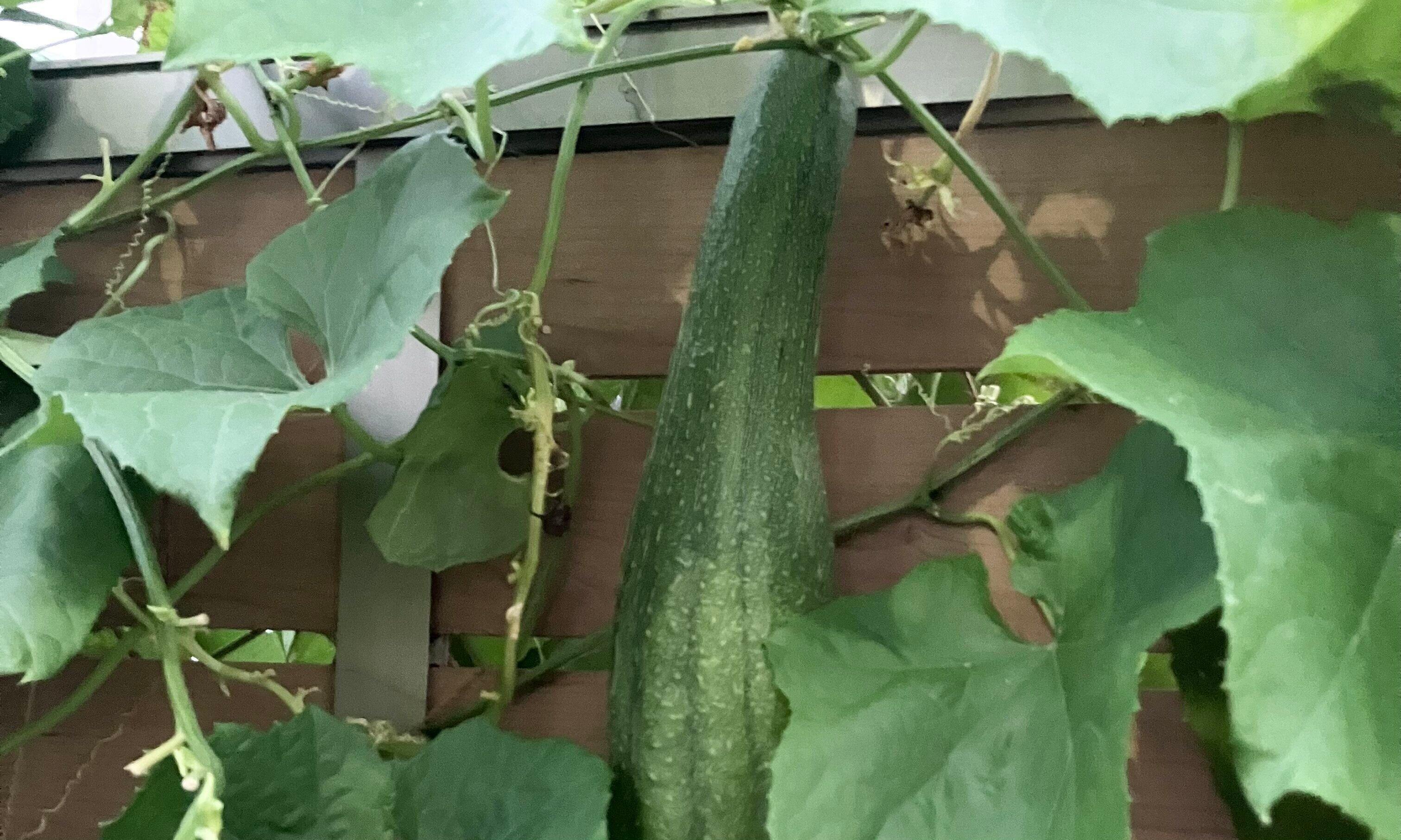 ヘチマを育てたら生まれた出会いや気づきの話