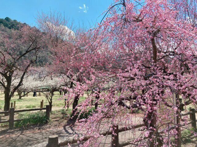 〈愉しくオバさんを生きていく。〉人生の少し先を見て、趣味をつくっておこうか