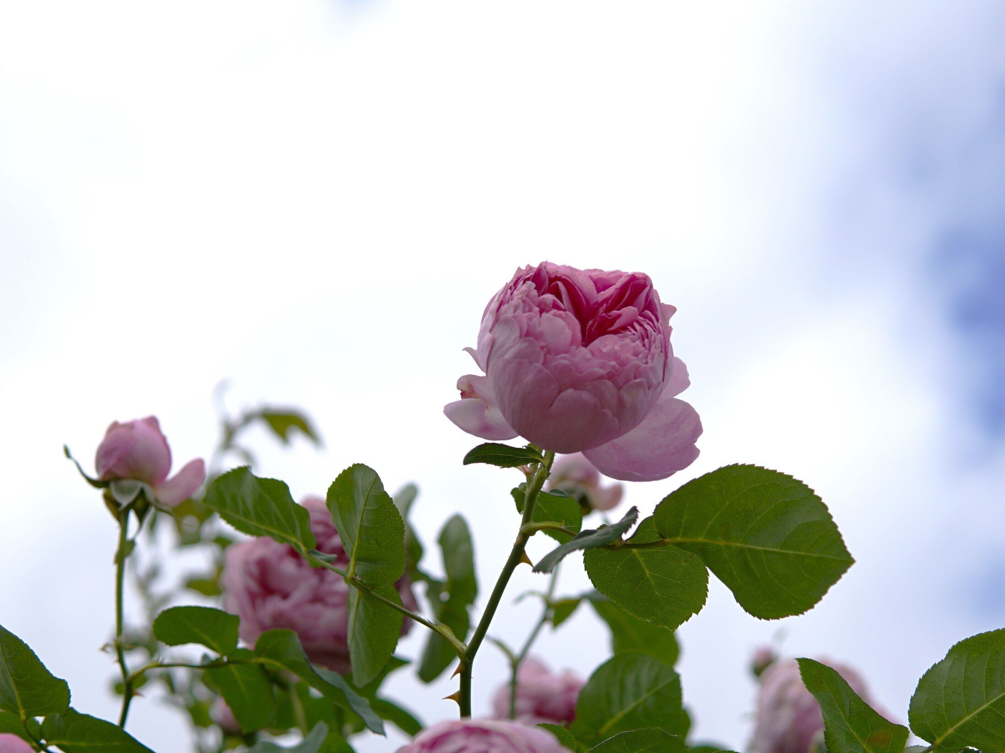 【わたしにやさしい】ってなんだろう。自分に対するやさしさについて考えてみる。