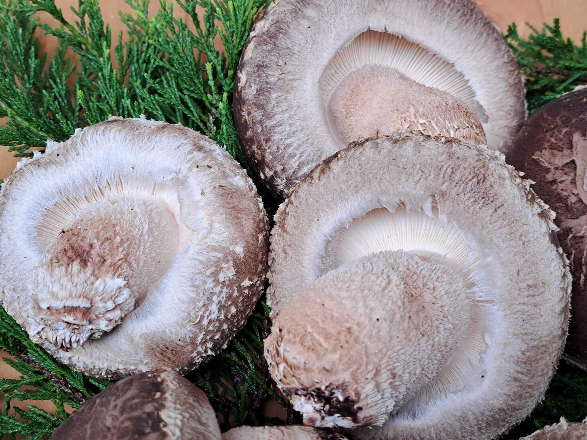 【旬食材】しいたけ農家が伝授！自宅用に選ぶたった3つのポイント！