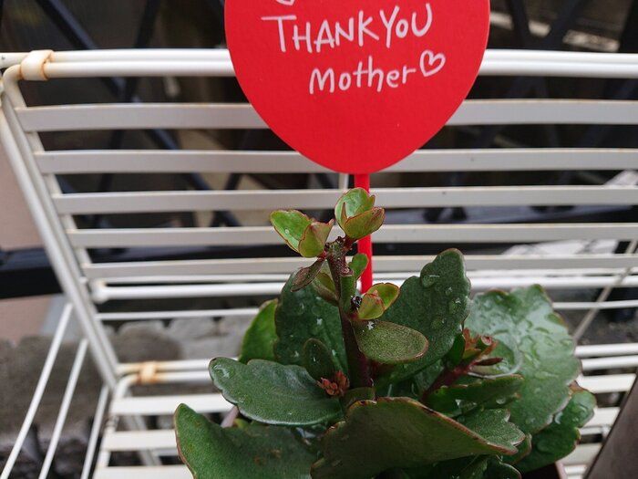 【業務スーパー】お弁当を作るためにリピ買いするもの