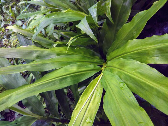 【野菜漢字クイズ5】「茗荷」と書くのは、どんな野菜？